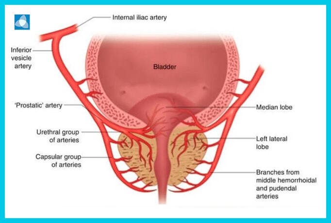 Presentation of the prostate